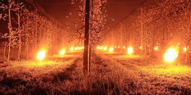 Ein typisches Problem des Klimawandels: Die frühere Vegetationsentwicklung erhöht das Risiko von Spätfrösten. Zur Verhinderung von Frostschäden kommen in den Obstanlagen sogenannte Frostkerzen zum Einsatz. 
