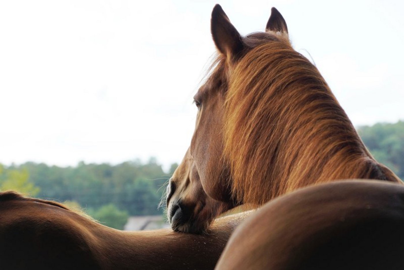 Mit der Corona-Pandemie sei es schwierig vorauszusagen, was an diesem Wochenende im September definitiv organisiert werden könne, so der SFV. (Bild BauZ)