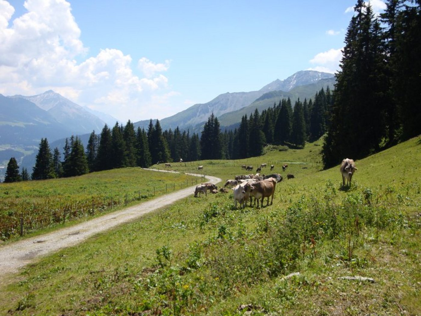 Das steigende Klimabewusstsein sei eine Chance für den Kanton Graubünden, der viele landwirtschaftliche Betriebe in der Berg- und Alpzone zählt. (Symbolbild Alp Malix, ji)