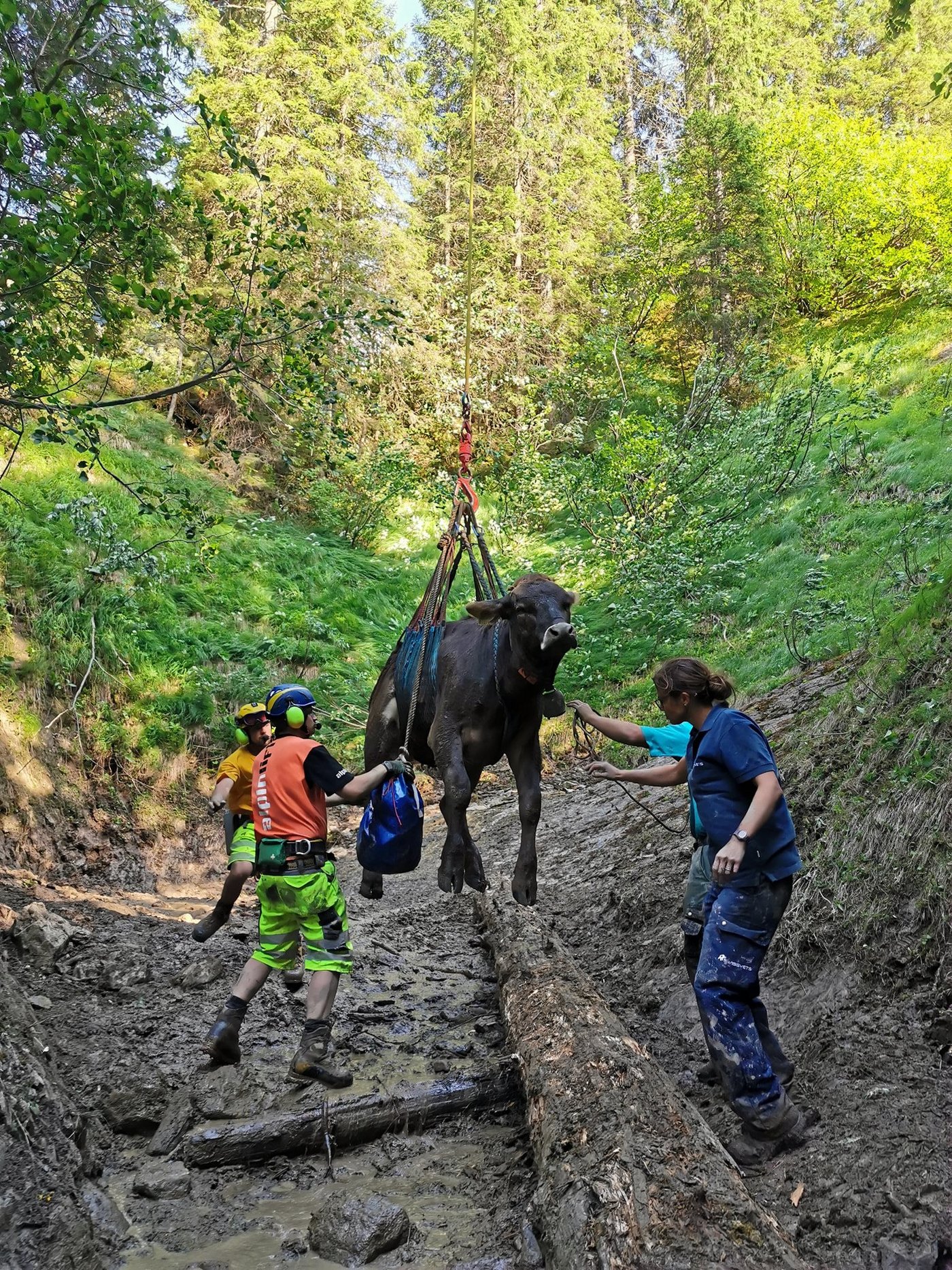 Eines der Rinder ist bereit für seinen Flug in die Sicherheit. (Bilder Alpinlift Helikopter AG)