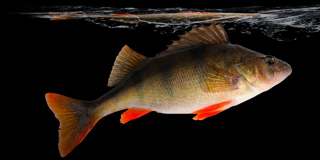 Bei der Produktion von Eglifilets bleibt Fleisch übrig, das zu Würsten verarbeitet werden kann. (Bilder zVg)