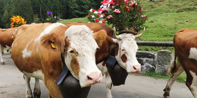 Rodensia (links) hört besser auf den Namen «Röndlä». Hier ist sie beim Justistaler Alpabzug.