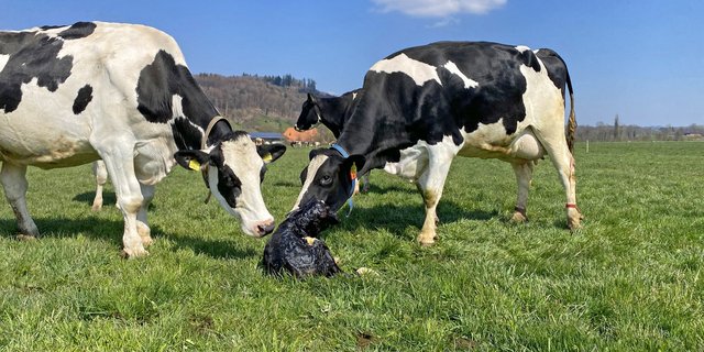 Entsteht ein Kontakt zwischen einem dauerhaft virusausscheidenden Kalb und anderen Kühen wird das BVD-Virus rasant verbreitet. (Bild Nicole Geiser)