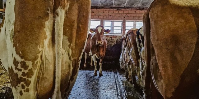 Der Eutergesundheit muss künftig vermehrt im präventiven Bereich Beachtung geschenkt werden. So zum Beispiel mit tierärztlicher Bestandesbetreuung oder Massnahmen im Management.  