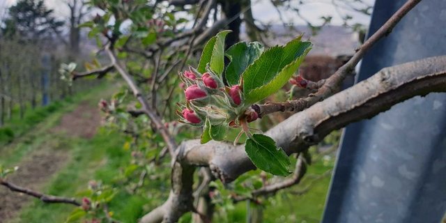 Diese Apfelblüten müssen sich auf kalte Nächte einstellen – «starke» Apfelblüten können aber auch kältere Temperaturen von -4 Grad überleben. (Bild ji)