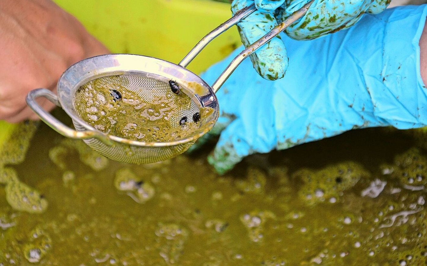 Aus dem gefluteten Kuhfladen fliehen als erstes die schnellen «Wasserkäfer». Sie sind keine «echten» Mistkäfer. 