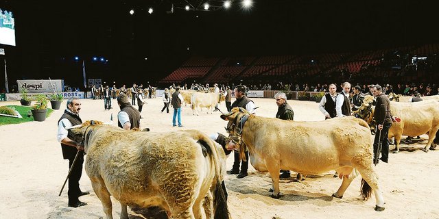 An der Messe haben auch die Fleischrinder ihren grossen Auftritt.(Bild zVg)