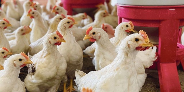 Die Güggel der Legerasse sind viel aktiver als gewöhnliche Mastpoulets. Sie brauchen dreimal so viel Futter, bis sie schlachtreif sind. Am Stall hat Daniel Heer viel selbst gebaut. 