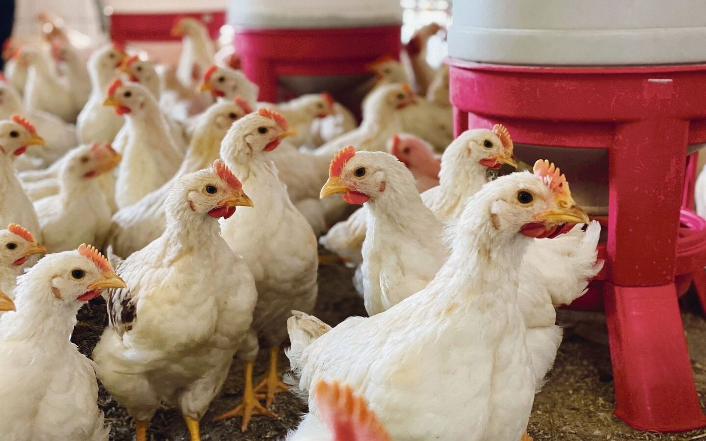 Die Güggel der Legerasse sind viel aktiver als gewöhnliche Mastpoulets. Sie brauchen dreimal so viel Futter, bis sie schlachtreif sind. Am Stall hat Daniel Heer viel selbst gebaut. 