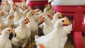 Die Güggel der Leger Die Güggel der Legerasse sind viel aktiver als gewöhnliche Mastpoulets. Sie brauchen dreimal so viel Futter, bis sie schlachtreif sind. Am Stall hat Daniel Heer viel selbst gebaut.