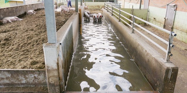 Es muss nicht zwingend Freilandhaltung sein. Schweine können auch dank baulichen Massnahmen artgerechter gehalten werden. (Bild AKS)