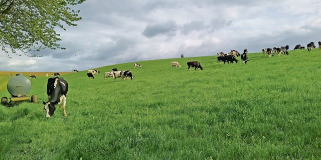 Die Milchviehherde von Lena Junker ist seit März auf der Weide. Seit Mai fressen die Tiere Tag und Nacht draussen.