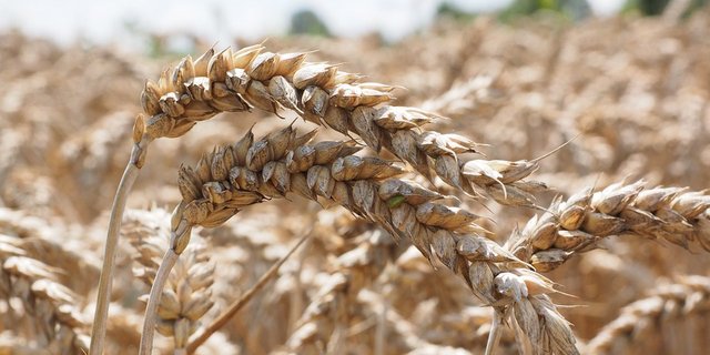 Die Futterweizenernte 2017 fällt überraschend gut aus. Fast zu gut.  (Bild Pixabay)