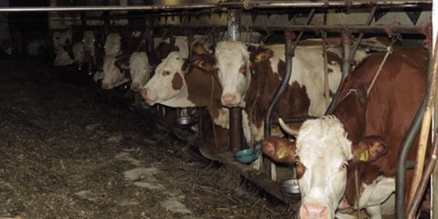 Auf dem Hof des Ehepaares wurden unter anderem hinkende Kühe gefunden. (Symbolbild Pixabay)