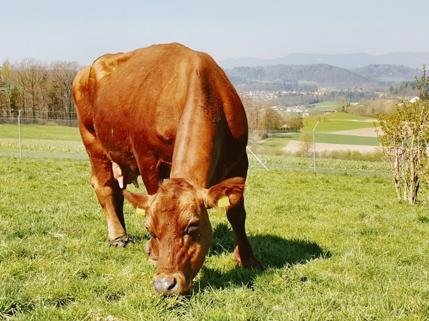 Der Aargauer Tierzuchtbericht zeichnet produktive und langlebige Nutztiere aus, zum Beispiel Mutterkuh Manta von Familie Mahler vom Gutsbetrieb Eichberg aus Seengen. Sie ist nach 15 Kälbern bis heute gut in Form, wie dieses Foto vom Dienstag zeigt.	(Bild zVg)