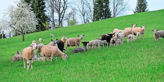 Um Reinfektionen mit Moderhinke zu vermeiden, sollte eine Weide frühestens vier Wochen nach der Nutzung durch fremde Schafe wieder bestossen werden. Etwas anders sieht es auf den Alpen aus.