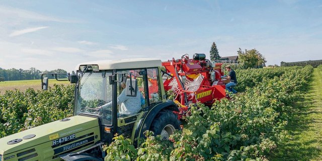 Für die Verarbeitung werden Herbsthimbeer-Sorten angepflanzt, die maschinell geerntet werden können. 
