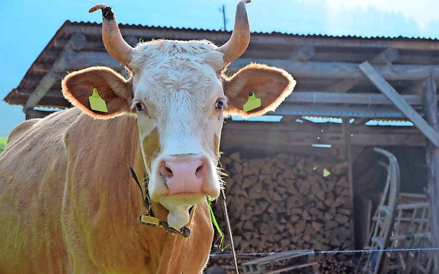Der letzte Ausbruch einer hochansteckenden Seuche auf einem landwirtschaftlichen Betrieb liegt in der Schweiz mehr als 20 Jahre zurück. Mit der aktuellen Seuchenlage in Europa gilt es aber auch hier, aufmerksam zu sein.