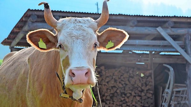 Der letzte Ausbruch einer hochansteckenden Seuche auf einem landwirtschaftlichen Betrieb liegt in der Schweiz mehr als 20 Jahre zurück. Mit der aktuellen Seuchenlage in Europa gilt es aber auch hier, aufmerksam zu sein.