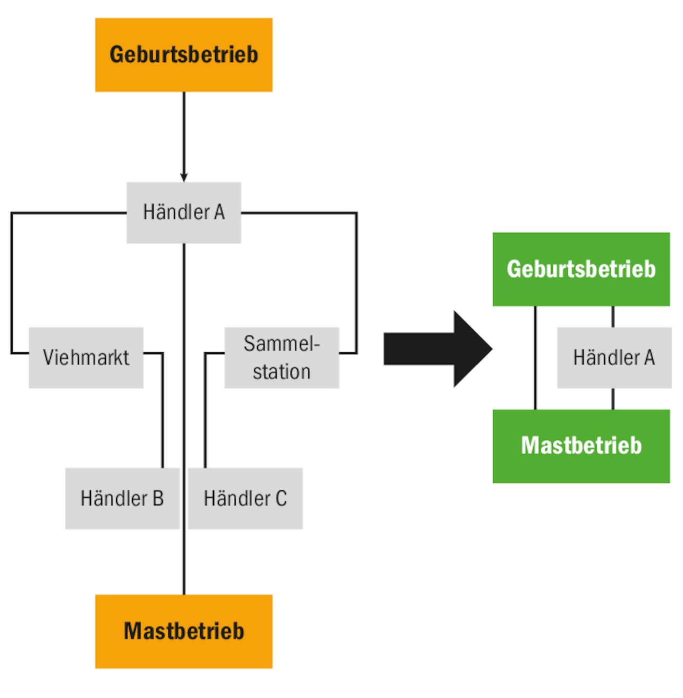 Derzeit läuft es nach dem linken Schema. Das Kalb macht viele Stationen durch. Das linke Schema wäre gesünder.(Bild KGD)