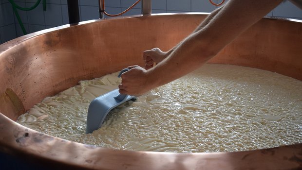 Aus Milch, Propionsäurebakterien und Lab  wird Käse – wie das geht, wissen Milchtechnologinnen genau. (Bild Pixabay)