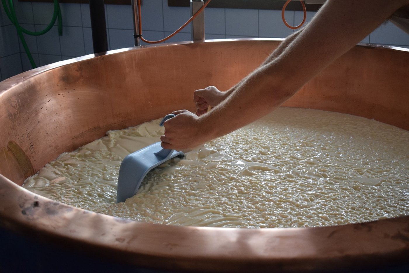 Aus Milch, Propionsäurebakterien und Lab  wird Käse – wie das geht, wissen Milchtechnologinnen genau. (Bild Pixabay)