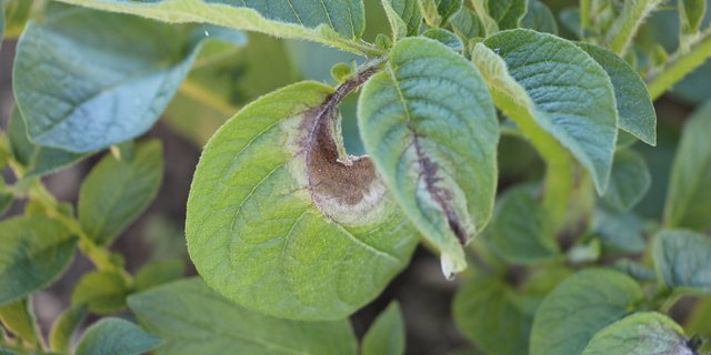 Die aktuellen Witterungsbedingungen bieten ideale Bedingungen für die Krautfäule an Kartoffeln. Bei einer Infektion bilden sich auf den Blättern braun-graue Flecken, auf ihrer Unterseite ein weissgrauer Schimmelrasen. (Bild LBZ Grangeneuve)