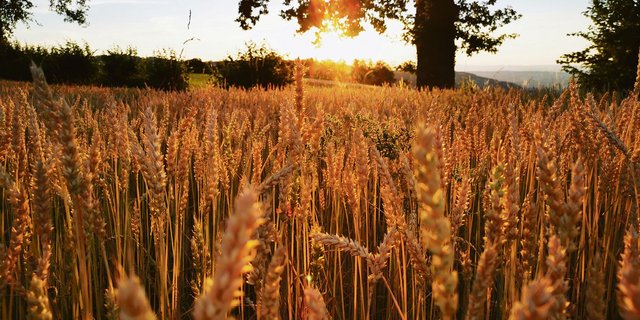 Der Getreidemarkt hat wenig mit Romantik zu tun. Die Zusammenhänge sind komplex und das macht diesen Wirtschaftszweig krisenanfällig, wie Corona gezeigt hat.(Bild Daniela Joder)