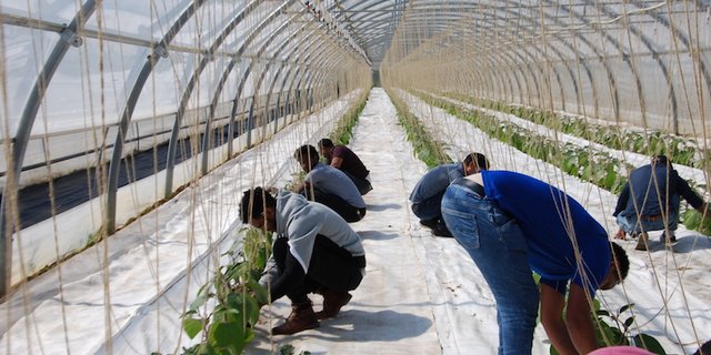 Gurken und Tomaten ernten stand für die 18 jungen Eritreer am Schnuppernachmittag auf dem Programm. (Bilder Berner Bauernverband)