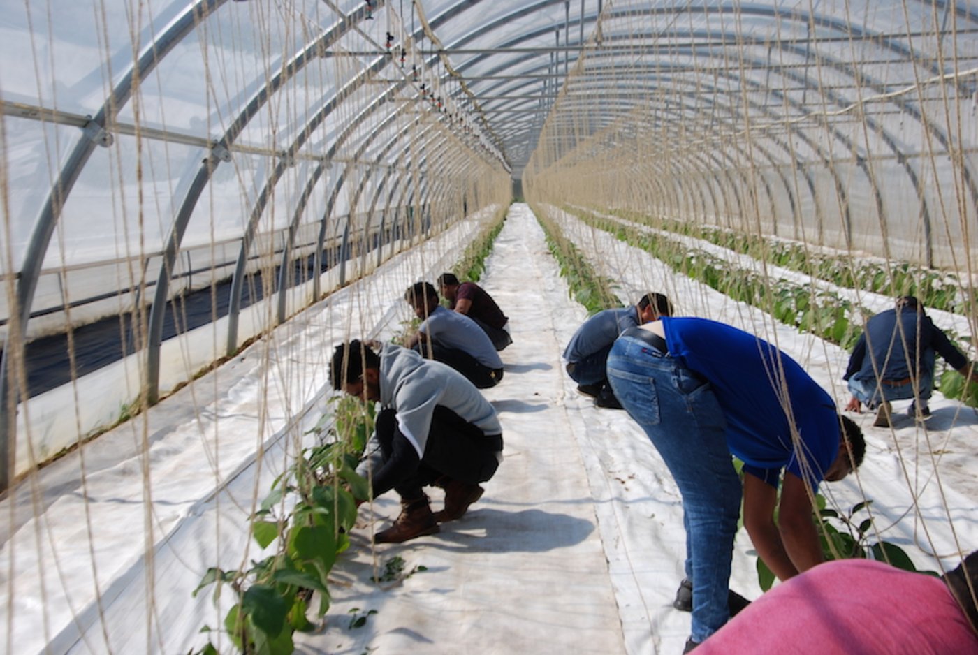 Gurken und Tomaten ernten stand für die 18 jungen Eritreer am Schnuppernachmittag auf dem Programm. (Bilder Berner Bauernverband)
