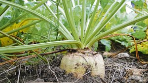 Sobald genug IP-Suis Sobald genug IP-Suisse-Zuckerrüben angebaut werden, will die Labelorganisation von der aktuellen Mengenbilanzierung wegkommen. Wie realistisch ist das?