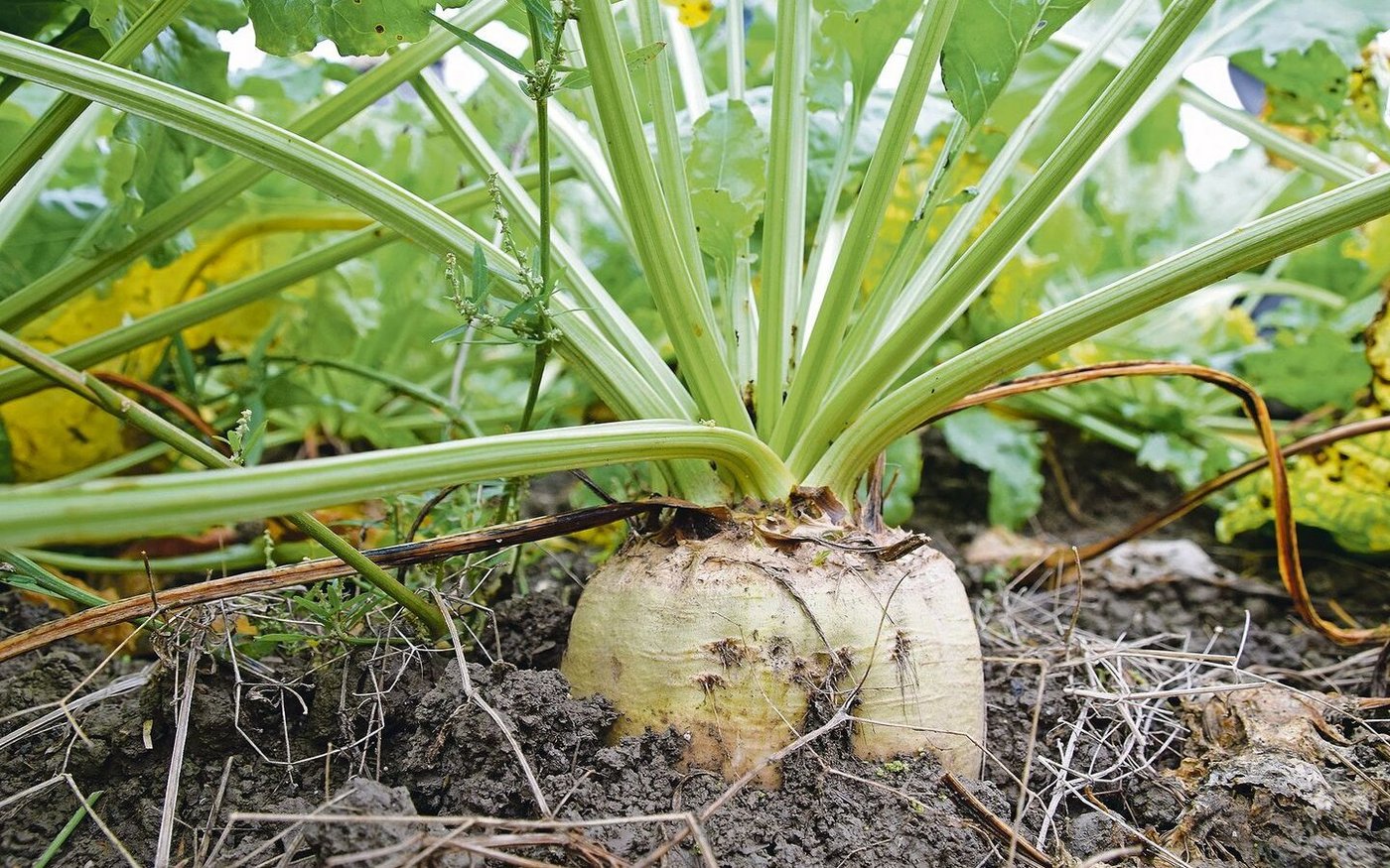 Sobald genug IP-Suisse-Zuckerrüben angebaut werden, will die Labelorganisation von der aktuellen Mengenbilanzierung wegkommen. Wie realistisch ist das? 
