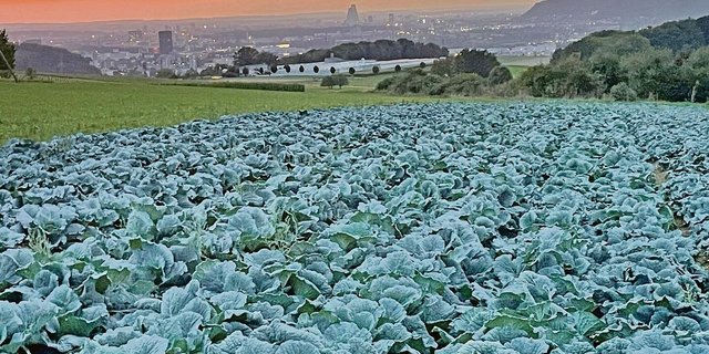Um den angemessenen Marktwert zu bestimmen, müssen bei der Schätzung neben der Bodenqualität und der Hangneigung auch die örtlichen Gegebenheiten berücksichtigt werden.