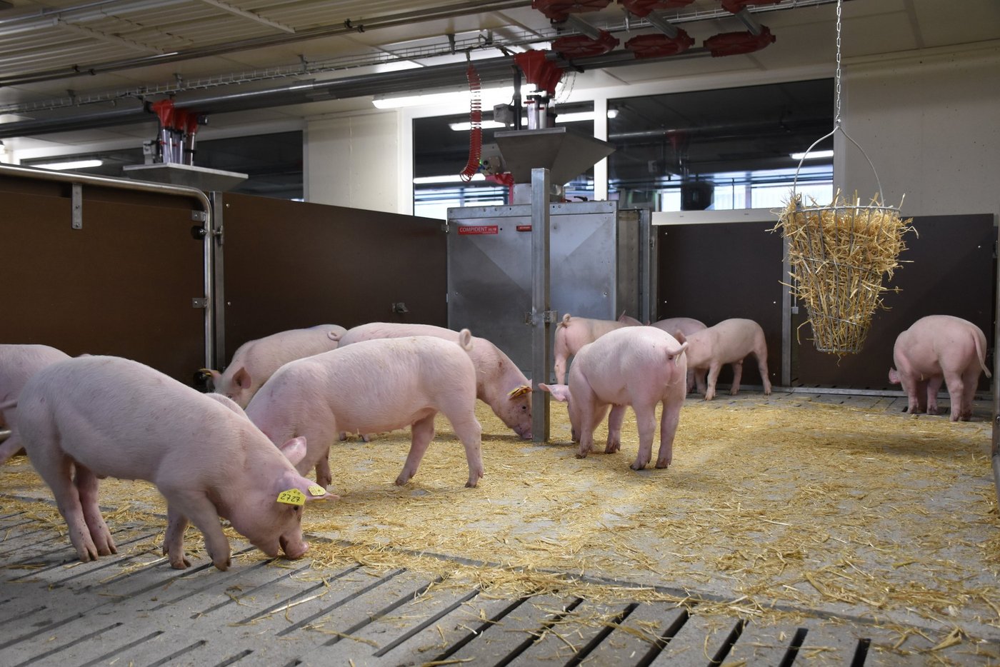 Blick in eine Bucht an der MLP Sempach: Die Suisag führt unter anderem Leistungsprüfungen für das Schweizer Zuchtprogramm und Dritte durch. (Bild zVg)