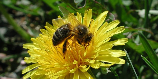 Der Kanton Bern will Schutzzonen rund um Belegstationen errichten. (Bild BauZ)