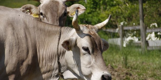 Hörner sollen bleiben, verlangen die Initianten. (Bild lid/ji)