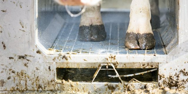Klauenerkrankunge können mit innovativen Systemen frühzeitig erkannt werden. (Symbolbild Johanna Bossart)