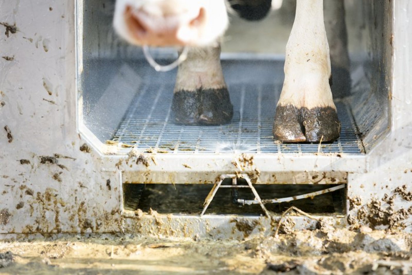 Klauenerkrankunge können mit innovativen Systemen frühzeitig erkannt werden. (Symbolbild Johanna Bossart)