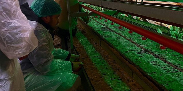 Die Winterschule gewährte Einblick in die Kükenaufzucht für die Schüler(innen). 