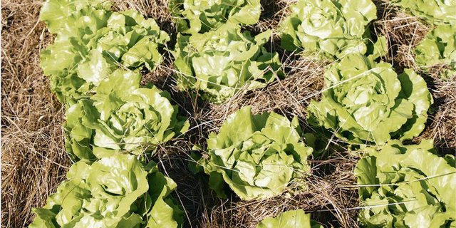 Die Mulchpflanzung ist im Gemüsebau zwar technisch möglich, hat aber trotzdem einige Tücken. Es braucht z. B. das richtige Material und an der Menge darf nicht gespart werden. (Bild Eveline Dudda)