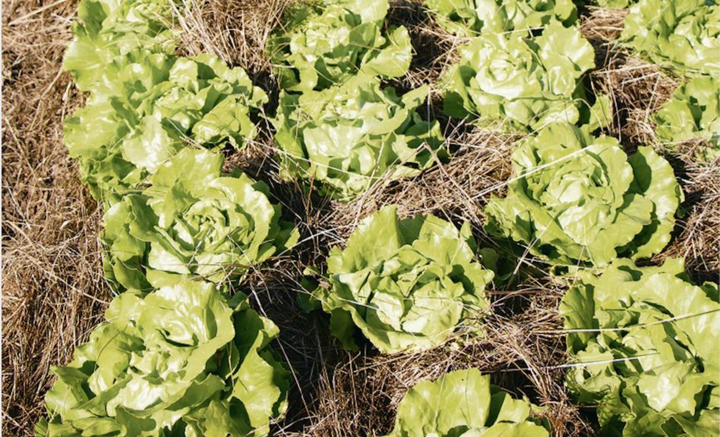Die Mulchpflanzung ist im Gemüsebau zwar technisch möglich, hat aber trotzdem einige Tücken. Es braucht z. B. das richtige Material und an der Menge darf nicht gespart werden. (Bild Eveline Dudda)