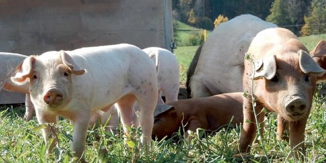 Freilandschweine haben viel Auslauf und Platz zum Spielen und Sulen. (Bild FibL)