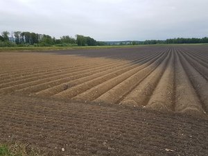 Die Berner Böden sollen mit neuer Methode effizient kartiert werden Fruchtbare Böden – wie hier im Berner Seeland – sollen dank guter Karten besser geschützt werden können. (Bild ji)