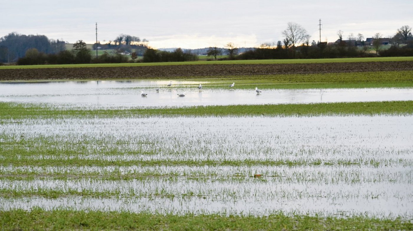 Im Berner Seeland steht zurzeit ein grosser Teil der Felder unter Wasser. (Bild Andrea Wyss)