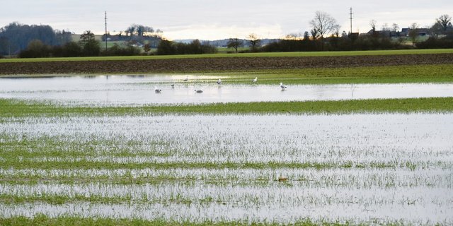 Im Berner Seeland steht zurzeit ein grosser Teil der Felder unter Wasser. (Bild Andrea Wyss)