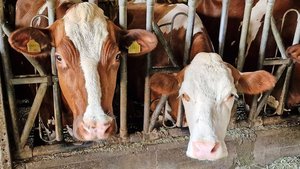 Zu heiss auf der Wei Zu heiss auf der Weide und zu heiss im Stall. Nun kommt die Zeit des Hitzestresses. Das hat Folgen auf die Fruchtbarkeit. Es gibt aber noch viele weitere Auslöser für Fruchtbarkeitsstörungen.
