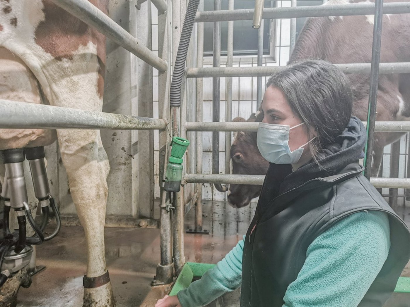 Wer im Stall nicht alleine arbeitet, muss auf Abstand achten. Ist dieser nicht dauerhaft möglich, gilt Maskenpflicht. (Bild sb)