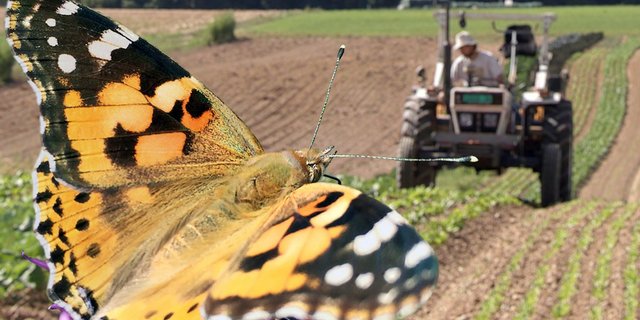 Mit einer schonenderen Produktion soll das Zusammenleben von Natur und Mensch, Traktor und Schmetterling verbessert werden. (Bild SRF)