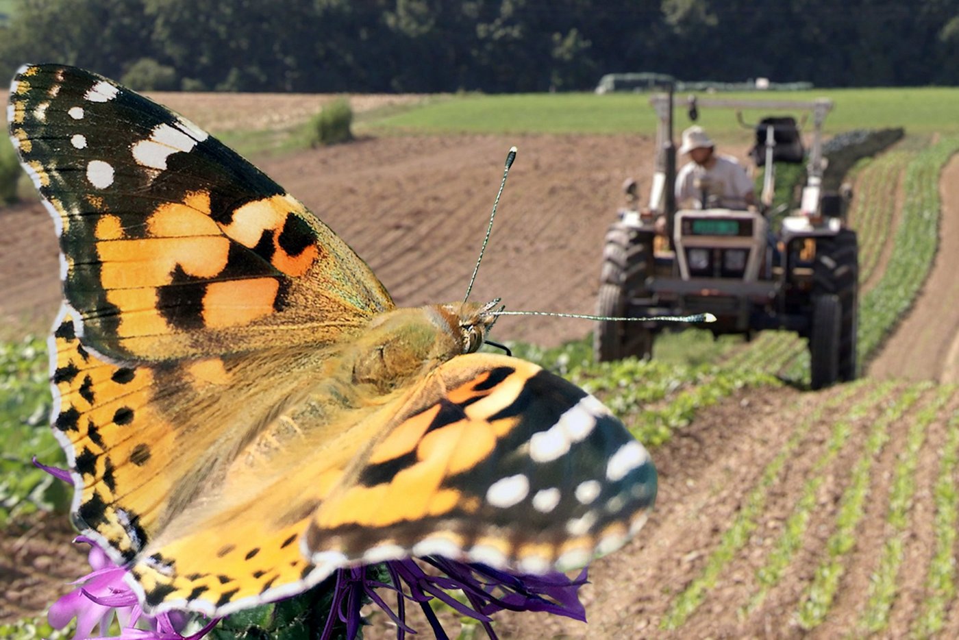 Mit einer schonenderen Produktion soll das Zusammenleben von Natur und Mensch, Traktor und Schmetterling verbessert werden. (Bild SRF)