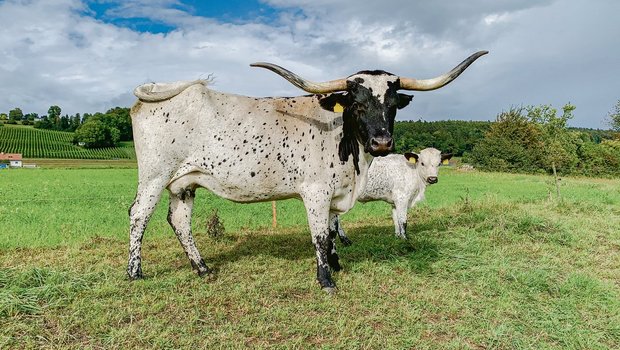 Die Texas-Longhorn-Kuh Dalmi und ihr Kalb bieten einen speziellen Anblick. Schwarz-weiss gefleckte Longhorns sind eher selten. (Bild Pascal Nyfeler)